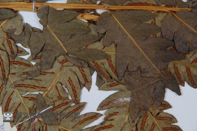 日本狗脊蕨藏品圖，第4張