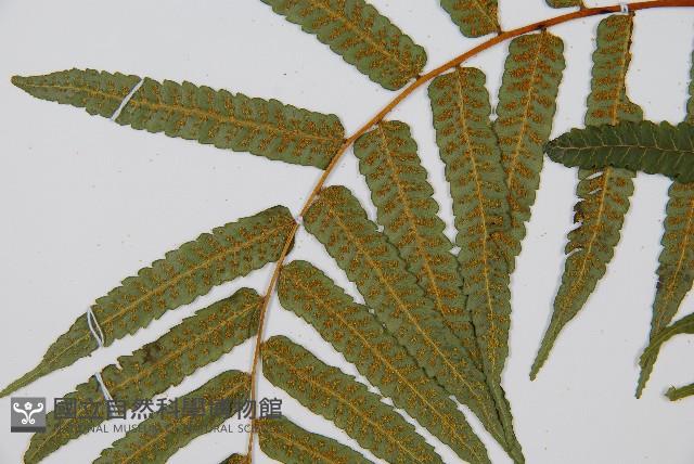 鬼桫欏藏品圖，第4張