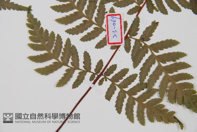 台灣桫欏藏品圖，第3張