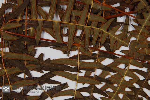 栗蕨藏品圖，第4張