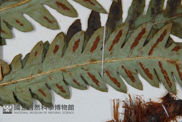 日本狗脊蕨藏品圖，第4張