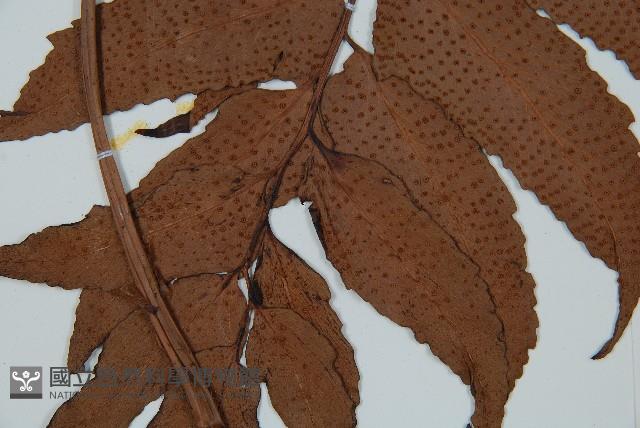 全緣貫眾蕨藏品圖，第3張