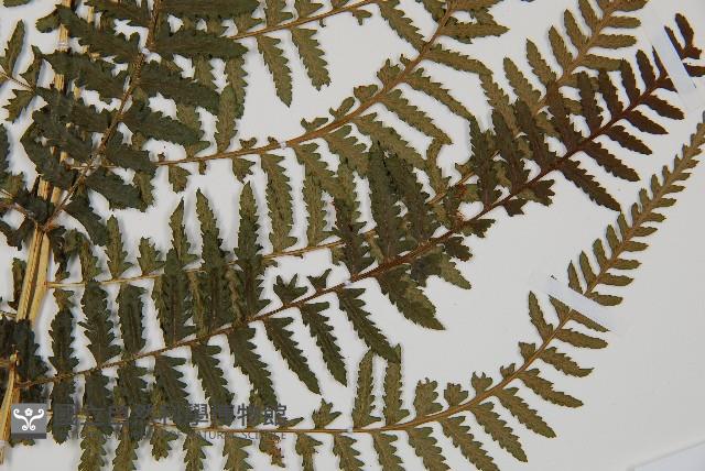 對生蹄蓋蕨藏品圖，第4張