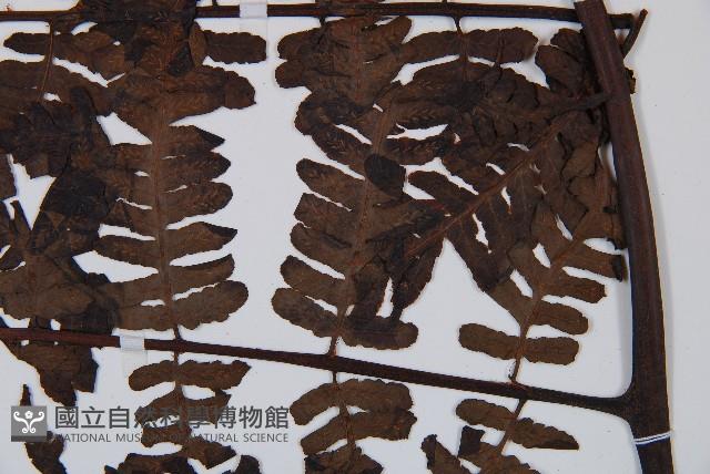 褐色短腸蕨藏品圖，第4張