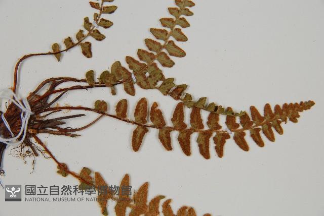 岩蕨藏品圖，第4張