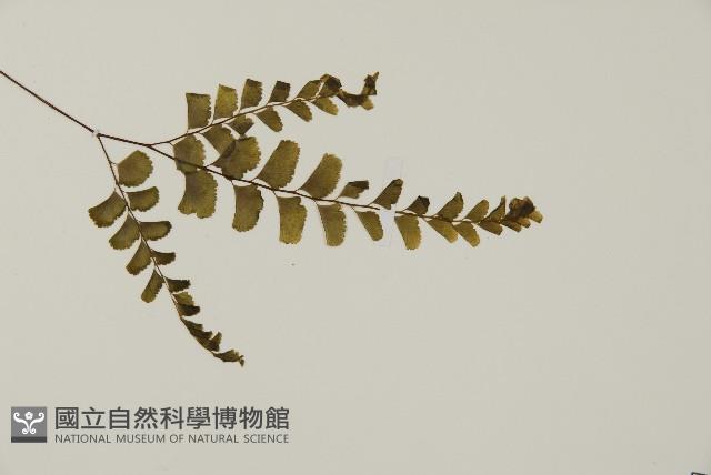 長尾鐵線蕨藏品圖，第4張