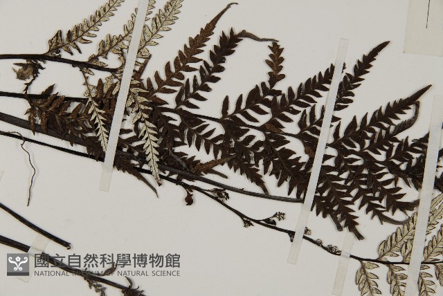 粉葉蕨藏品圖，第4張