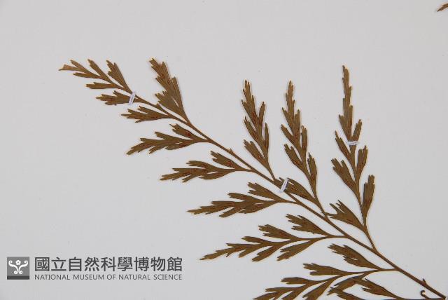 威氏鐵角蕨藏品圖，第4張