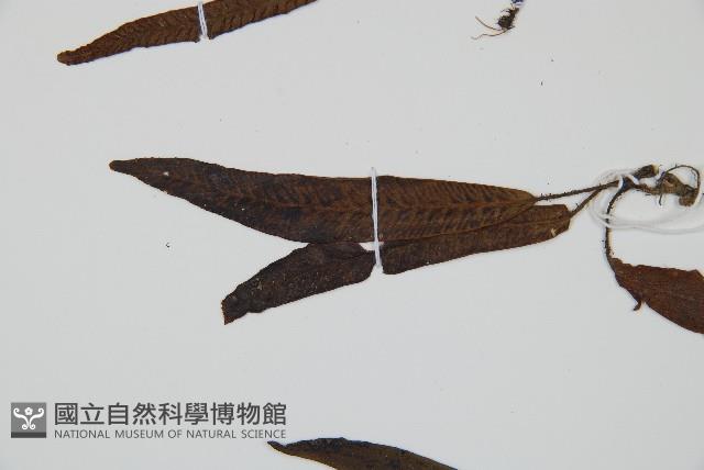 單葉雙蓋蕨藏品圖，第4張