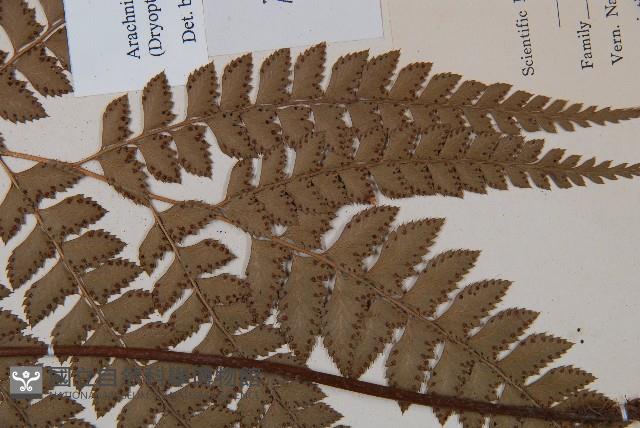 斜方複葉耳蕨藏品圖，第3張