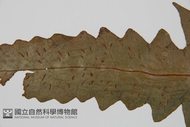 網脈雙蓋蕨藏品圖，第4張