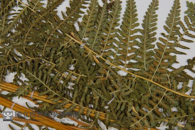 姬蕨藏品圖，第7張