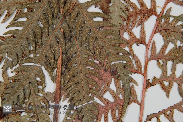 生芽狗脊蕨、頂芽狗脊蕨藏品圖，第4張