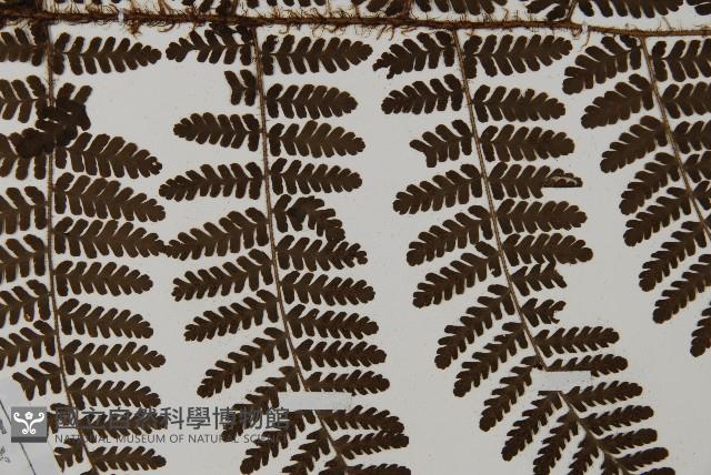 白鱗肋毛蕨藏品圖，第4張