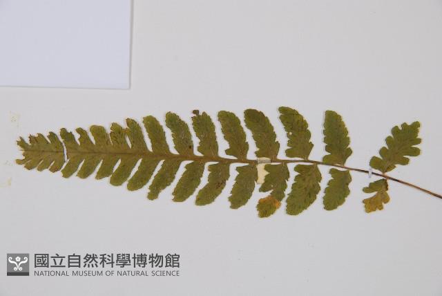 東洋蹄蓋蕨藏品圖，第4張