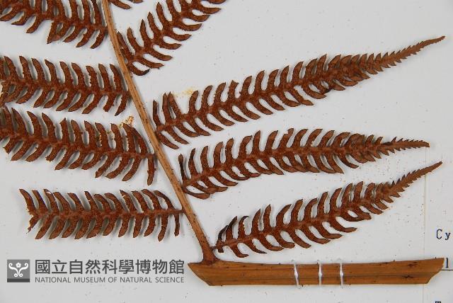 台灣桫欏藏品圖，第6張