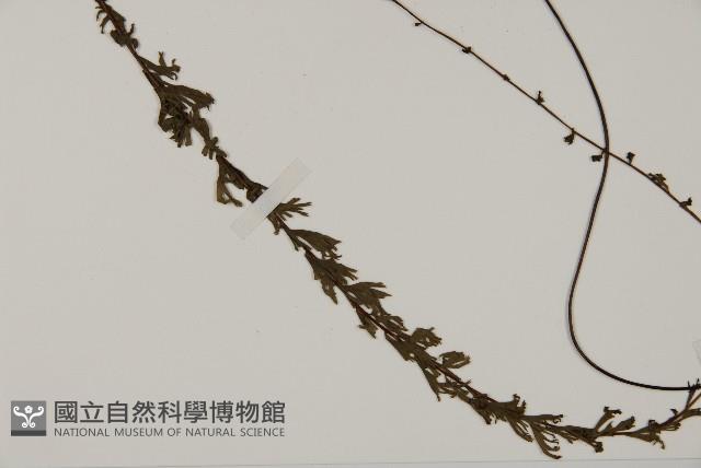 鞭葉鐵線蕨藏品圖，第4張