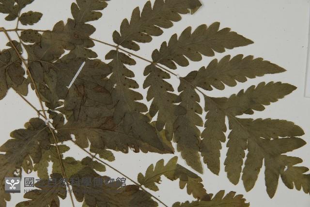 薄葉擬肋毛蕨藏品圖，第4張