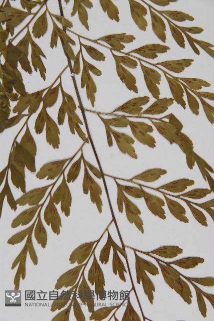 大黑柄鐵角蕨、黃鱗鐵角蕨、大羽鐵角蕨藏品圖，第4張