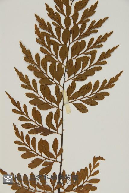 大羽鐵角蕨藏品圖，第4張