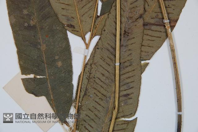 隱脈細柄雙蓋蕨藏品圖，第4張