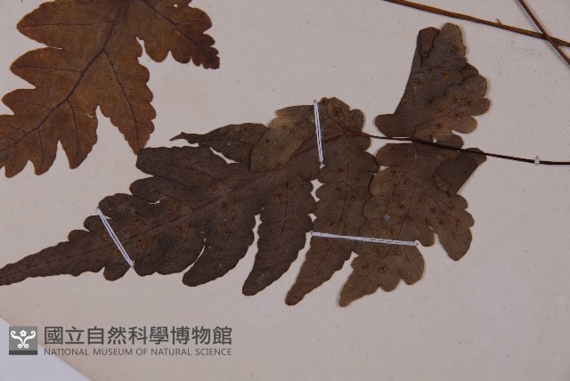 陰地三叉蕨藏品圖，第4張