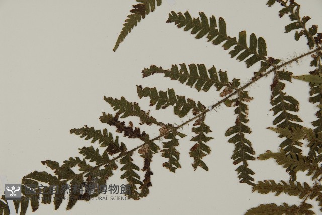 愛德氏肋毛蕨藏品圖，第4張