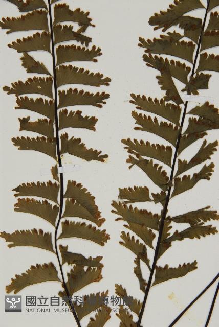 薄葉孔雀鐵角蕨、邊孢鐵角蕨藏品圖，第4張