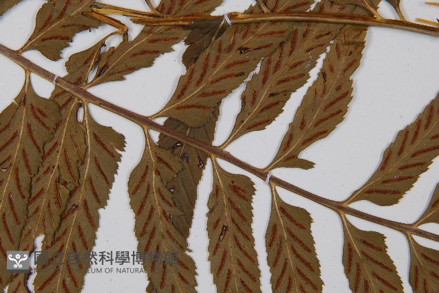萊氏鐵角蕨藏品圖，第7張