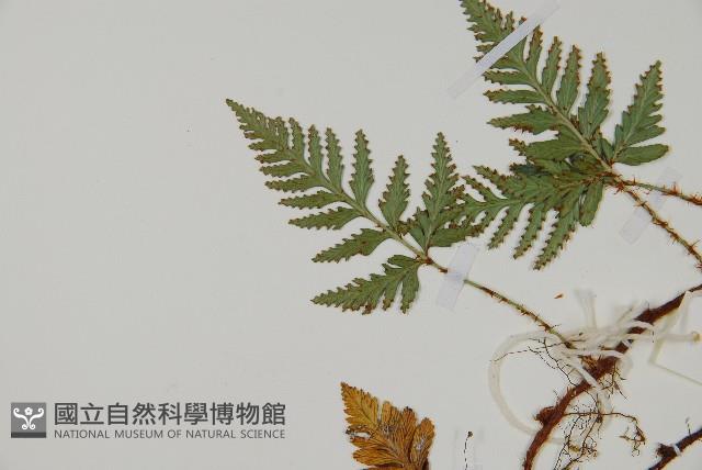 熱帶陰石蕨藏品圖，第4張