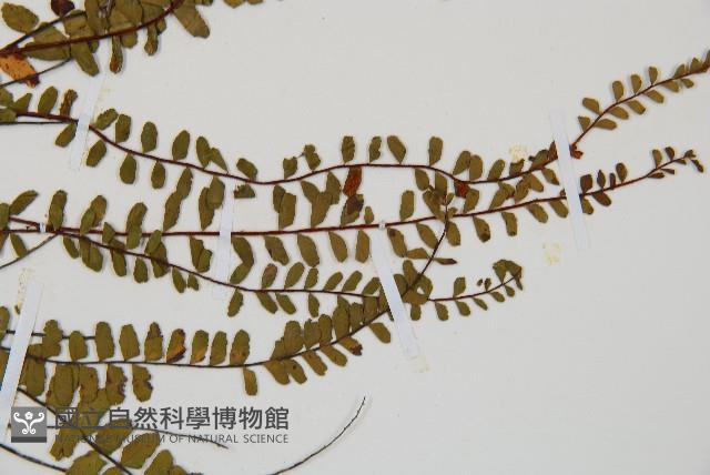 鐵角蕨藏品圖，第4張