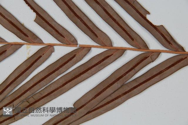 烏毛蕨藏品圖，第6張