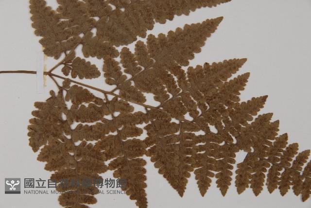 腫足蕨藏品圖，第4張