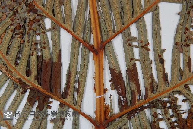 東方狗脊蕨藏品圖，第7張