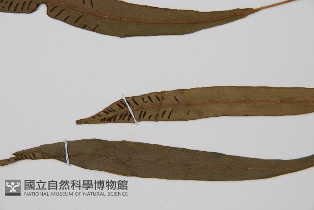 單葉雙蓋蕨藏品圖，第4張