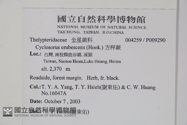 方桿蕨藏品圖，第4張