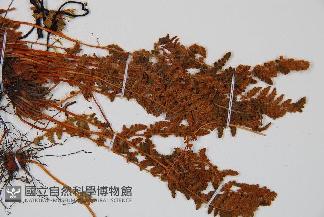 岩蕨藏品圖，第4張