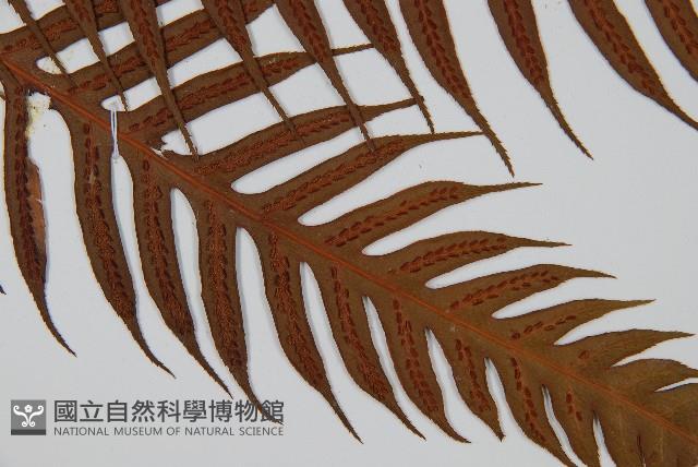 臺灣狗脊蕨藏品圖，第3張