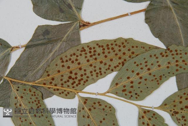 披針貫眾蕨藏品圖，第4張