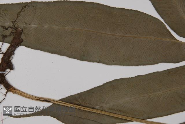 Accession Number:P003390 Collection Image, Figure 7, Total 8 Figures