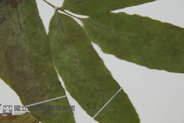 鎌羽雙蓋蕨藏品圖，第4張