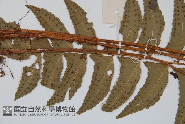 鐮羽貫眾藏品圖，第4張