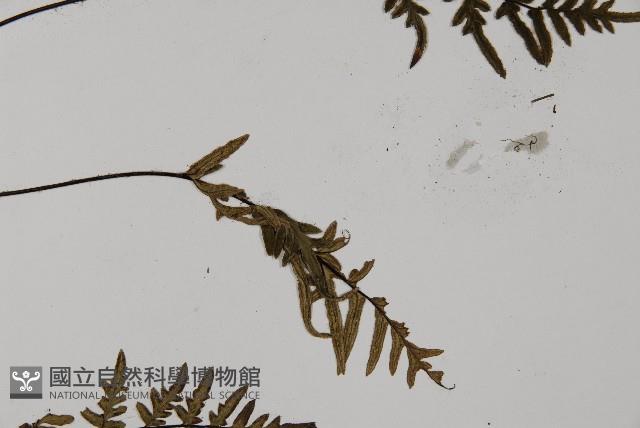 滇西旱蕨藏品圖，第4張