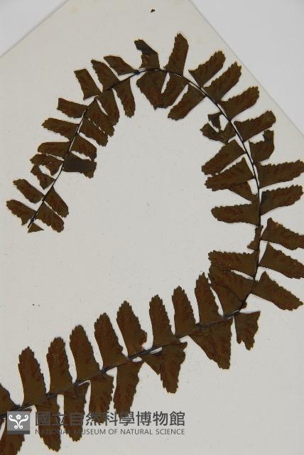 生芽鐵角蕨藏品圖，第4張