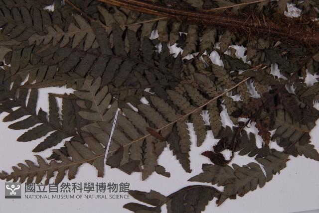 肋毛蕨藏品圖，第4張