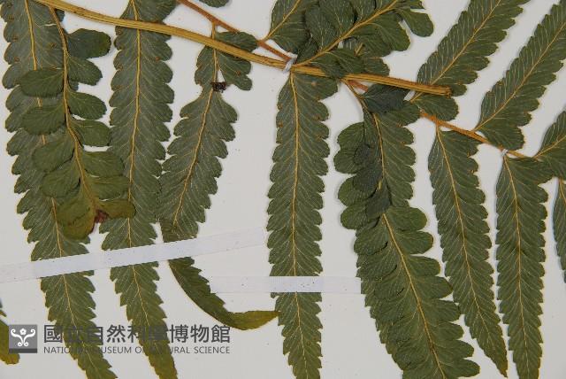 臺北鱗蓋蕨藏品圖，第4張