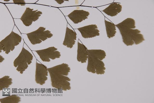 鐵線蕨藏品圖，第4張