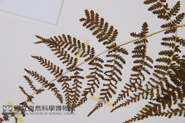 毛冷蕨藏品圖，第4張