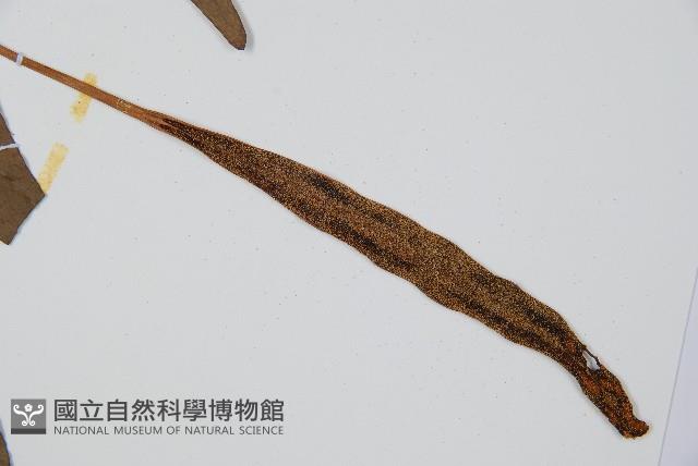燕尾蕨藏品圖，第7張