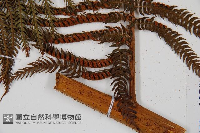 筆筒樹藏品圖，第3張